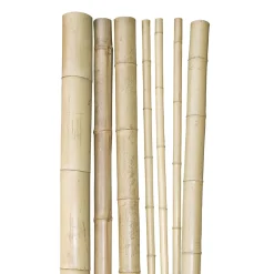 Bambusrohr 200x3-4cm ^ Windhager Discount