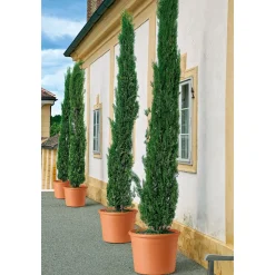 Übertopf Cilindro Bordato cm ^ New