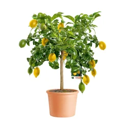 Übertopf Cilindro Bordato cm ^ New