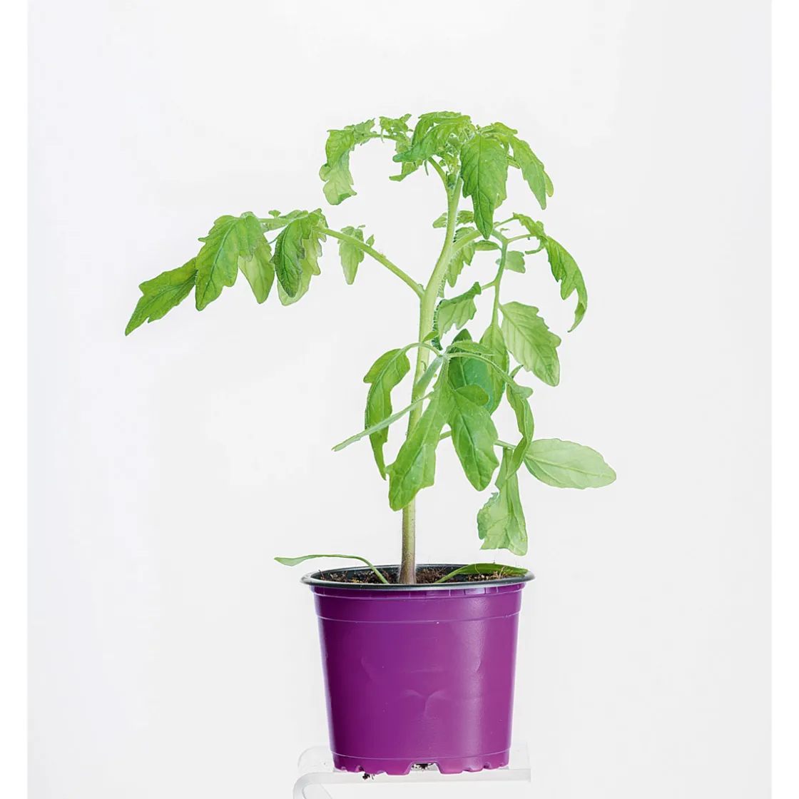 Bio Gourmet Tomaten Indigo Rose Topf Durchmesser 11 cm ^ Best