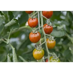 Bio Gourmet Tomaten Venusbrüstchen Topf Durchmesser 11 cm ^ Discount