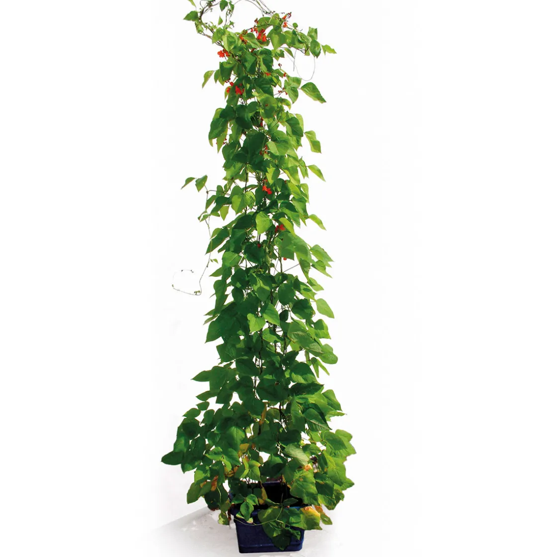 Bohnenturm 340 cm ^ New