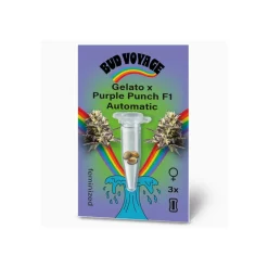 Hanfsamen Gelato x Purple Punch F1 Auto ^ Bud Voyage Online