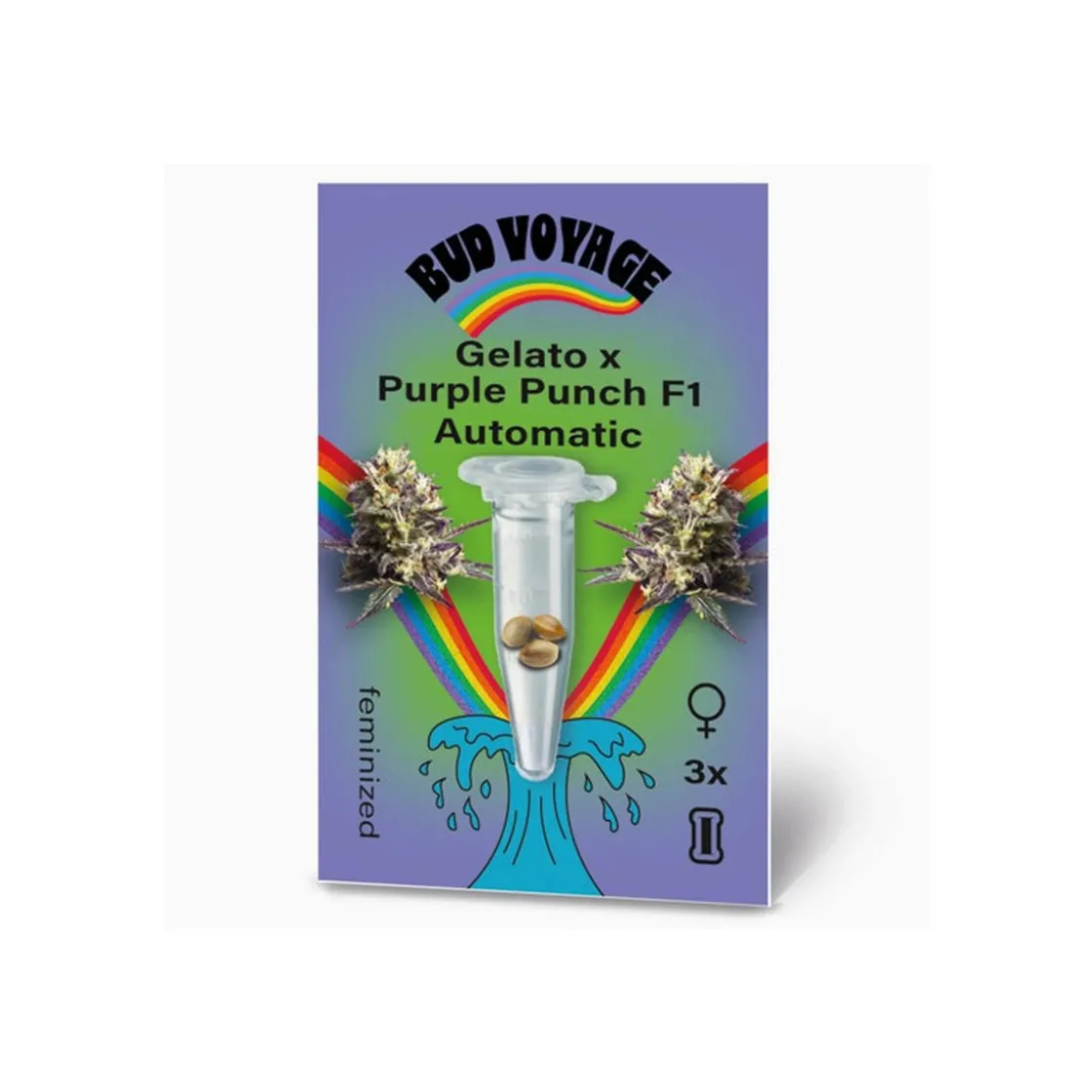 Hanfsamen Gelato x Purple Punch F1 Auto ^ Bud Voyage Online
