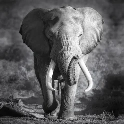 Canvas-Art Elefant 30 x 30 cm ^ Pro-Art Online