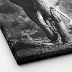 Canvas-Art Elefant 30 x 30 cm ^ Pro-Art Online