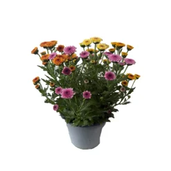 Chrysantheme Jellyfish 5-farbig im 14 cm Topf ^ Best