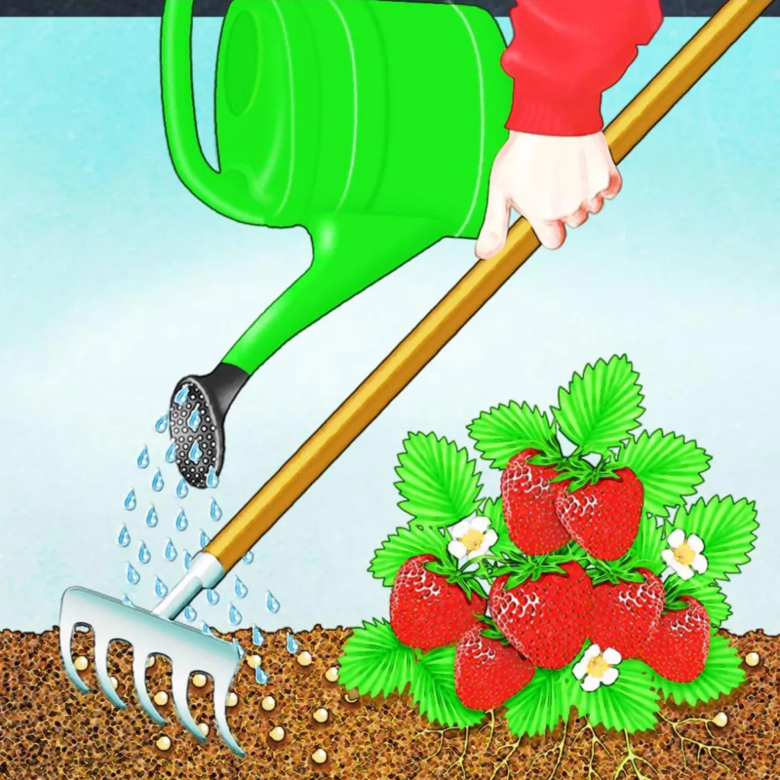 BIO Beeren Langzeit-Dünger mit Schafwolle ^ Compo Discount