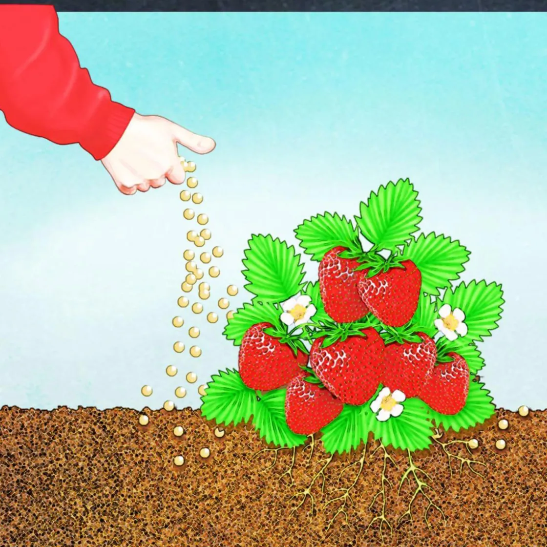 BIO Beeren Langzeit-Dünger mit Schafwolle ^ Compo Discount