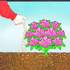 BIO Rhododendron- und Hortensien Langzeit-Dünger mit Schafwolle ^ Compo Outlet