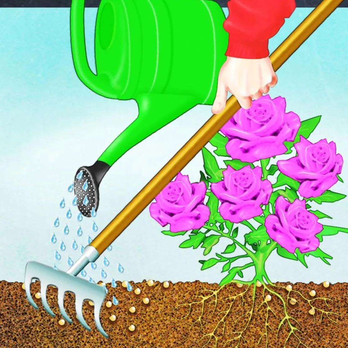BIO Rosen Langzeit-Dünger mit Schafwolle ^ Compo