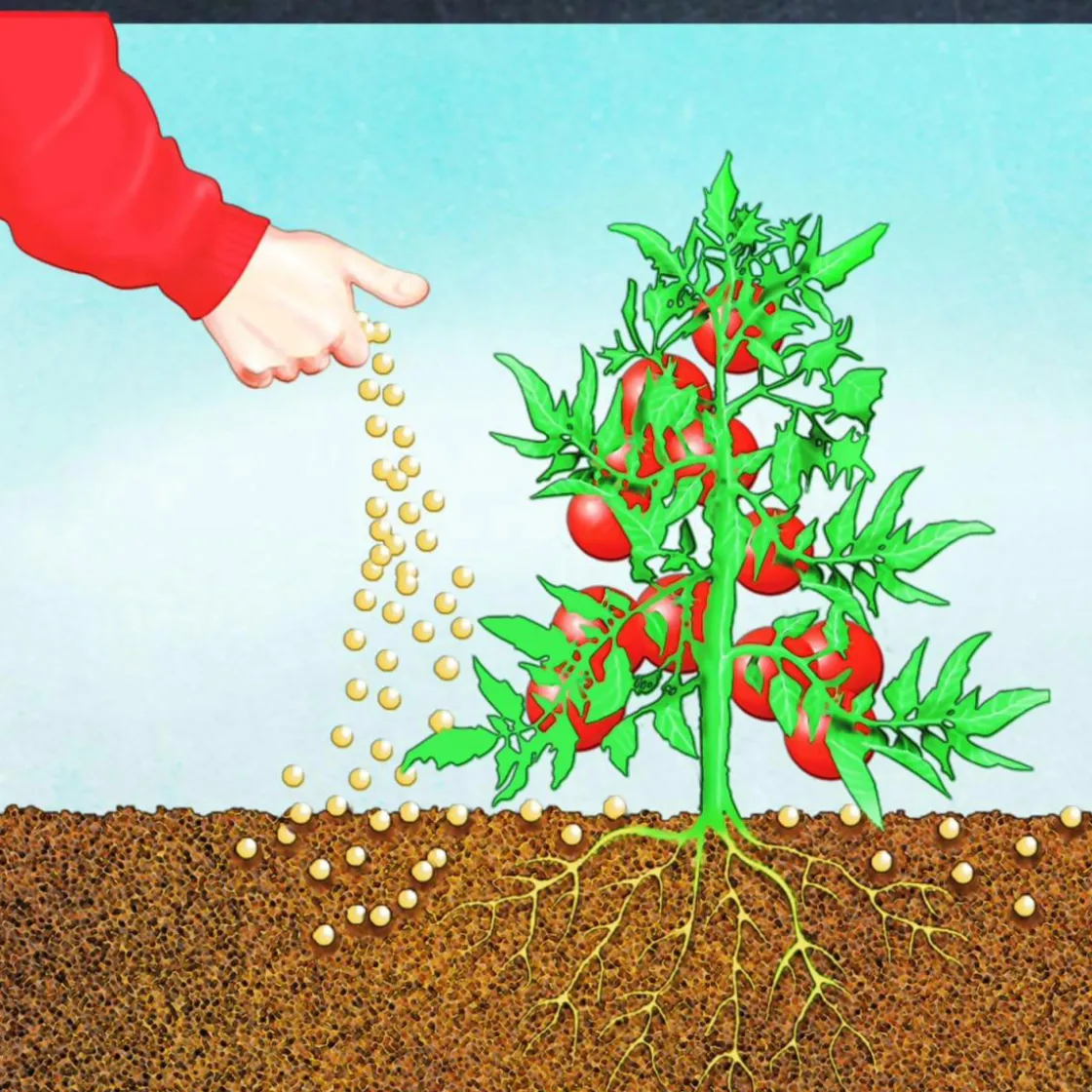 BIO Tomaten Langzeit-Dünger mit Schafwolle 750 g ^ Compo Best