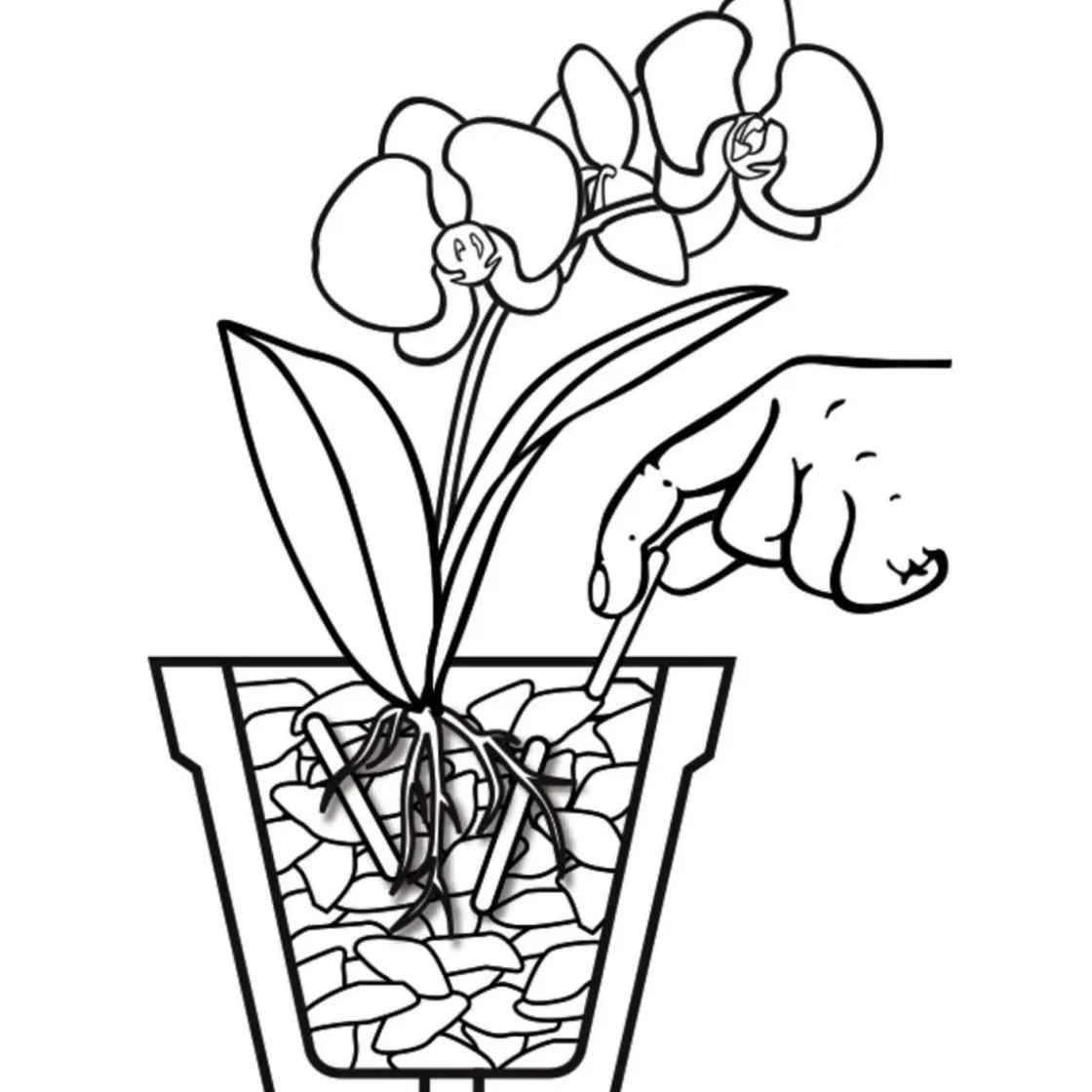 Düngestäbchen für Orchideen 20 Stäbchen ^ Compo New