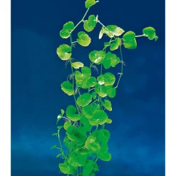 Wasserpflanzen für Aquarien ^ Dennerle New