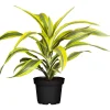 Drachenbaum Topf- Durchmesser 17 cm ^ New