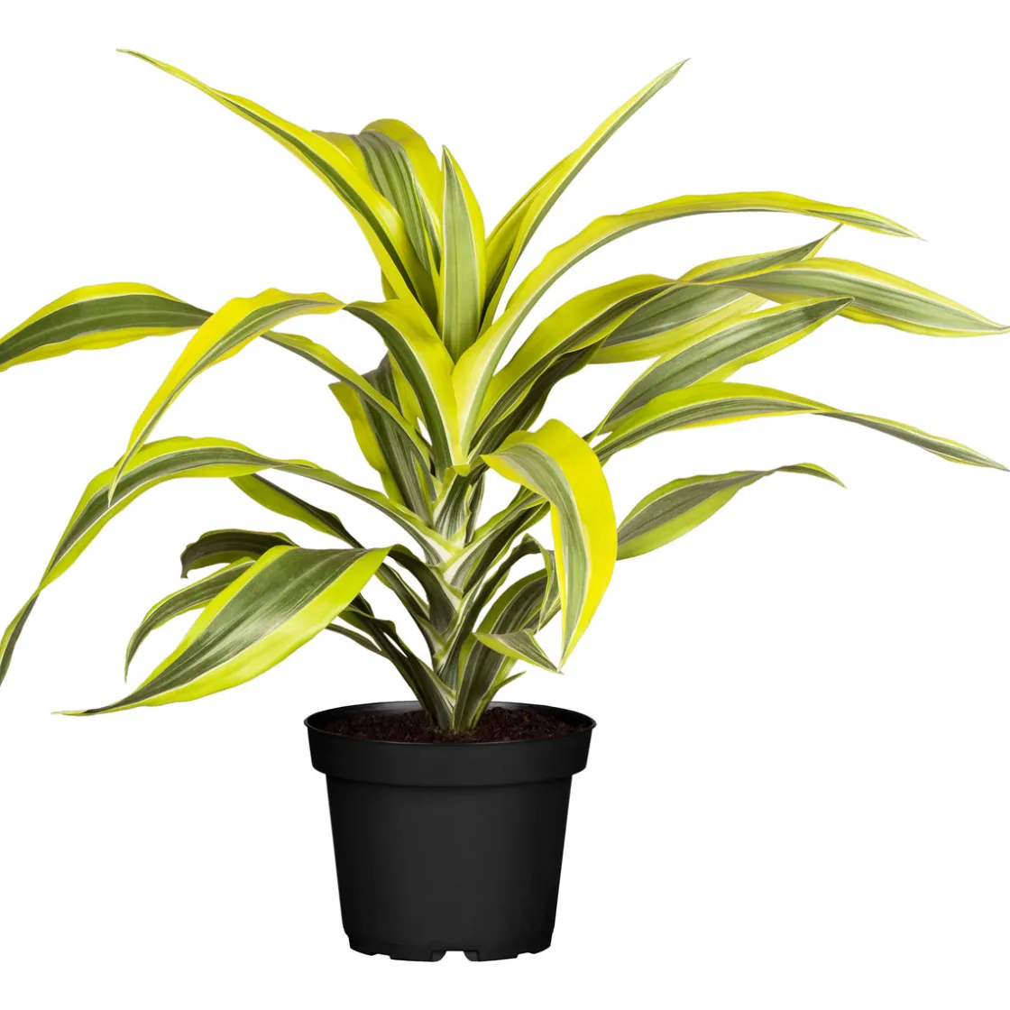 Drachenbaum Topf- Durchmesser 17 cm ^ New