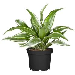 Drachenbaum Topf- Durchmesser 17 cm ^ New