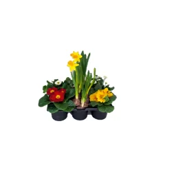 Frühlingsboten verschiedene Farben 6er-Pack ^ Plantiflor Outlet