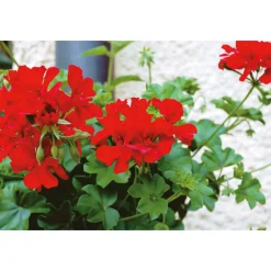 Geranie hängend verschieden Farben Topf Durchmesser 12 cm ^ Outlet