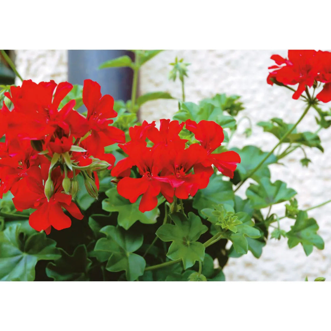 Geranie hängend verschieden Farben Topf Durchmesser 12 cm ^ Outlet