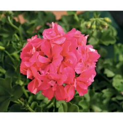 Geranie hängend verschieden Farben Topf Durchmesser 12 cm ^ Outlet