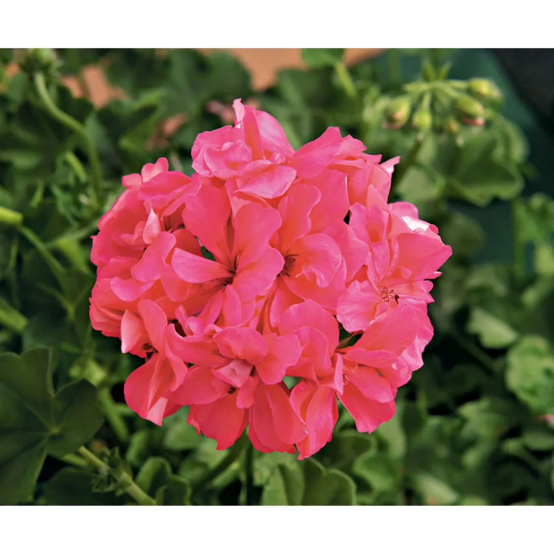 Geranie hängend verschieden Farben Topf Durchmesser 12 cm ^ Outlet