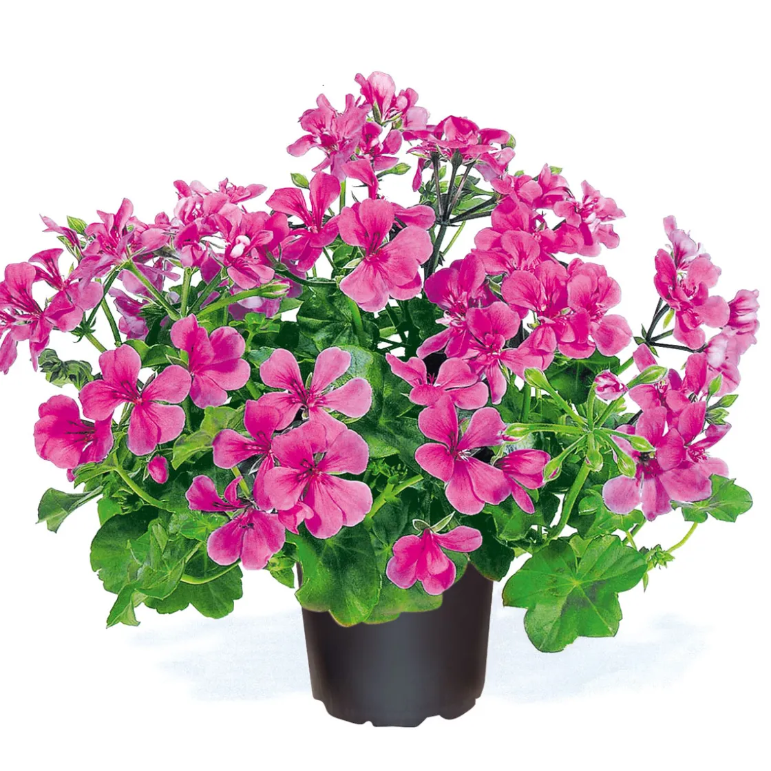Geranie hängend verschieden Farben Topf Durchmesser 12 cm ^ Outlet