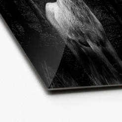 Glas-Art Grey Deer Head 20 x 20 Glasbild ^ Pro-Art Discount