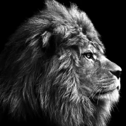 Glas-Art Grey Lion Head 20 x 20 Glasbild ^ Pro-Art