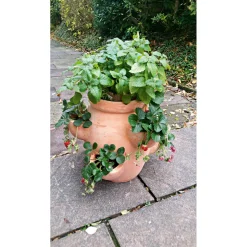 Erdbeer- und Kräutertopf Giardino ^ Haveson Best