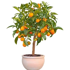 Pflanztopf Bavaria Durchmesser 50 cm ^ Haveson Hot