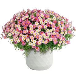Pflanztopf Big Diamond 44 x 44 x 44 cm weiß ^ Haveson Outlet