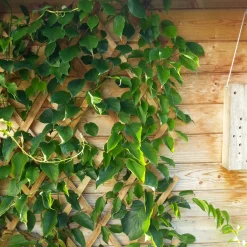 Holz-Spalier 45x180cm ^ Windhager Hot