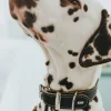Halsband Aalborg Special schwarz Größe M ^ Hunter Sale