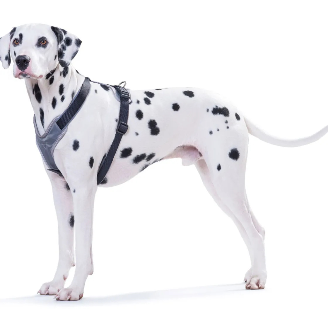 Hundegeschirr Neopren schwarz-grau Größe XS ^ Hunter