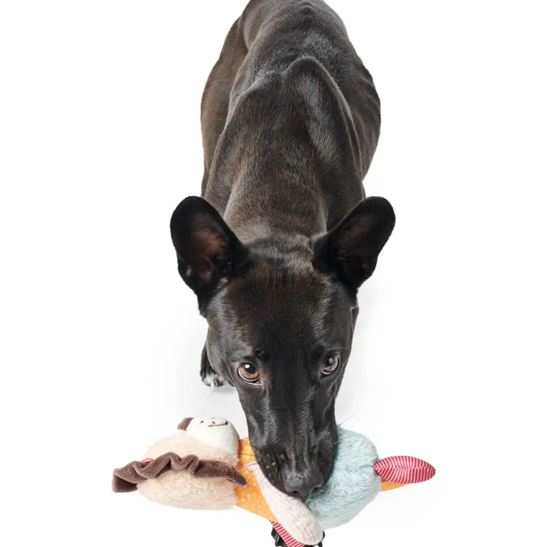 Hundespielzeug Muli Löwe mehrfarbig 18 cm ^ Hunter New