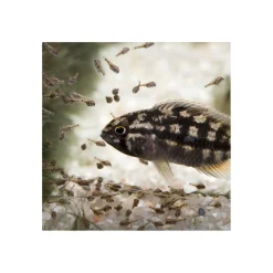 PRONOVO BEL GRANO BABY 3 x 10ml ^ JBL New