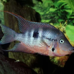 PRONOVO CICHLID GRANO M 250ml CLICK ^ JBL Sale
