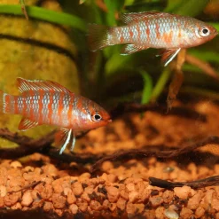PRONOVO CICHLID GRANO S 250ml CLICK ^ JBL Discount