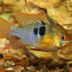 PRONOVO CICHLID GRANO S 250ml CLICK ^ JBL Discount
