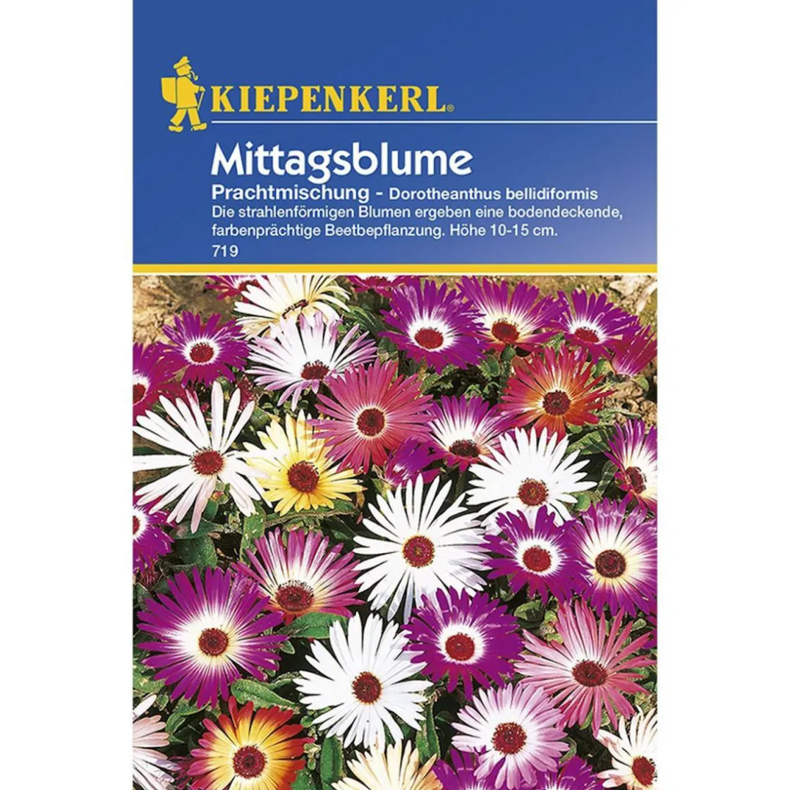 Mittagsblumen Dorotheantus Mischung ^ Kiepenkerl Outlet