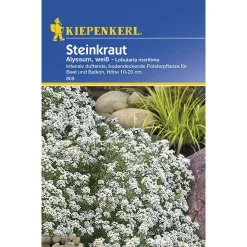 Steinkraut Alyssum weiß ^ Kiepenkerl Best