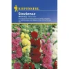 Stockrosen Mischung ^ Kiepenkerl Hot