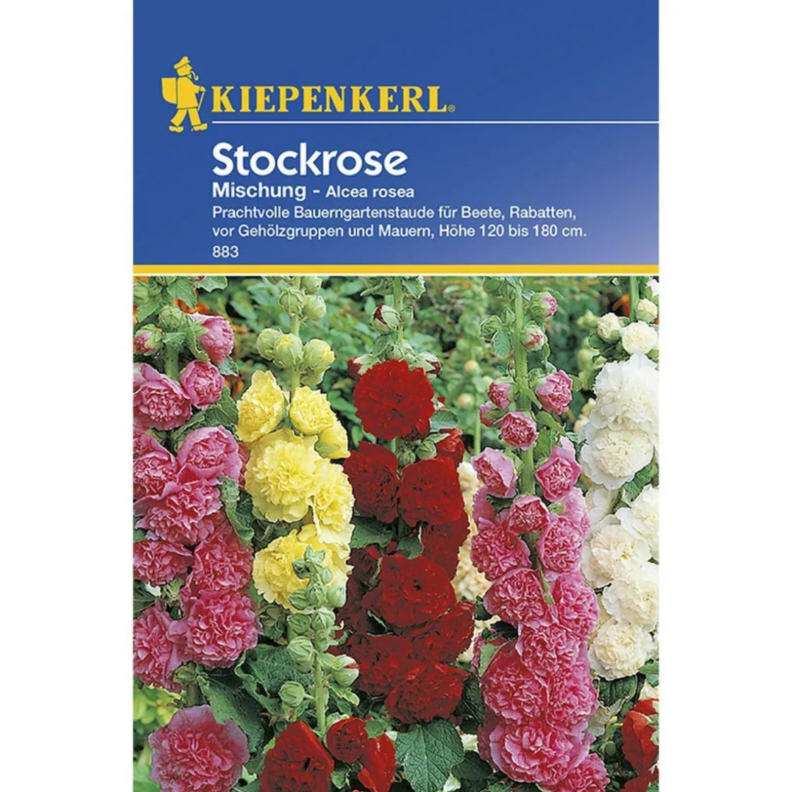 Stockrosen Mischung ^ Kiepenkerl Hot