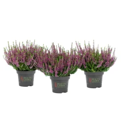 Knospenblüher Beauty Ladies Topf- Durchmesser 11 cm ^ Discount