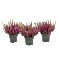 Knospenblüher Beauty Ladies Topf- Durchmesser 11 cm ^ Discount