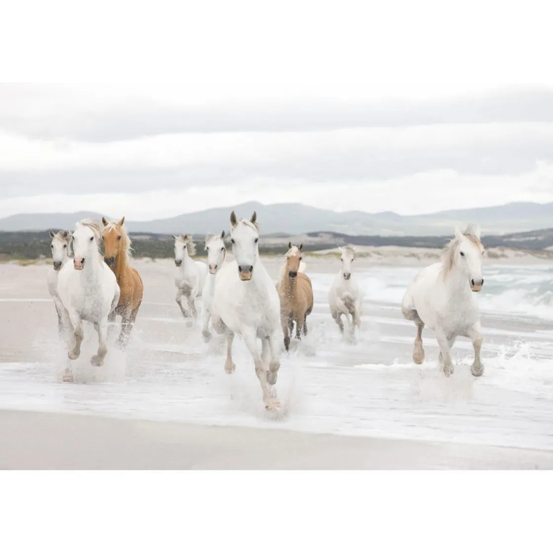 Papier-Fototapete White Horses 8-teilig 368 x 254 cm ^ Komar Outlet