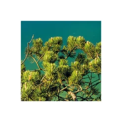 Vlies Fototapete Beautiful Germany 200x250 cm ^ Komar Discount