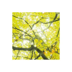 Vlies Fototapete Der Traumbaum 450x280 cm ^ Komar Discount