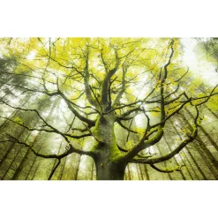 Vlies Fototapete Der Traumbaum 450x280 cm ^ Komar Discount